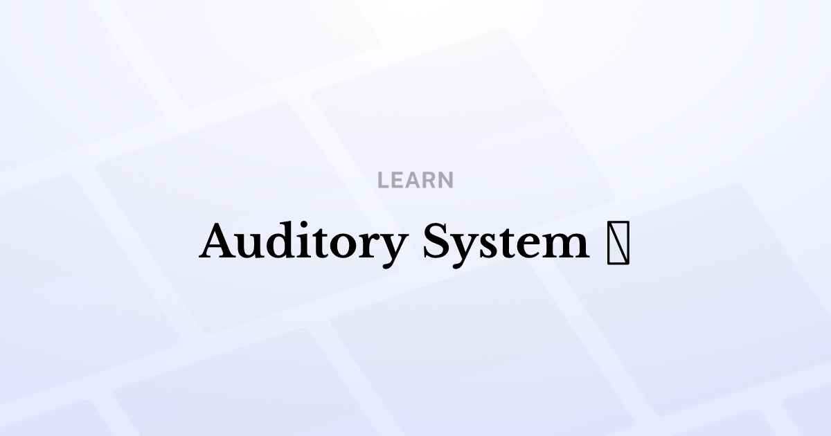 Auditory System 👂
